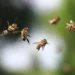 Тайваньский профессор разработал радар для отслеживания полета пчел