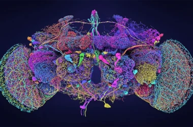 Путешествие в мозг мухи: как создать новые нейронные связи в головном мозге?