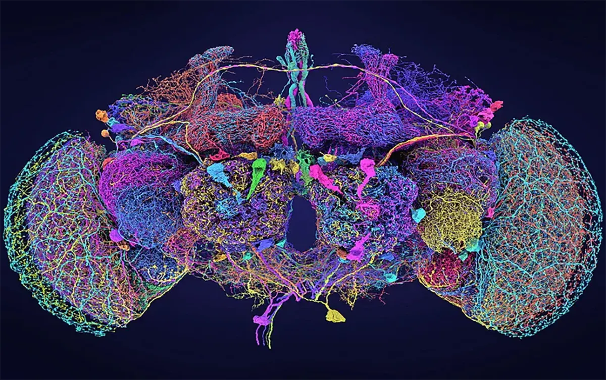 Путешествие в мозг мухи: как создать новые нейронные связи в головном мозге?